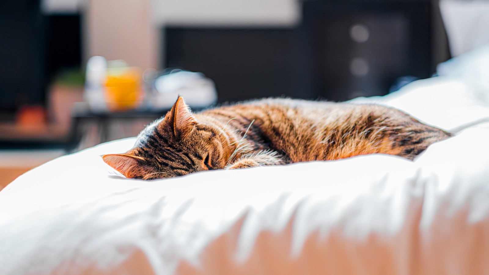 Gato a dormir tranquilamente numa cama confortável, imagem de um sono profundo e reparador